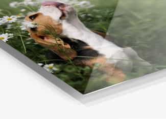 Image of a dog on HD Metal