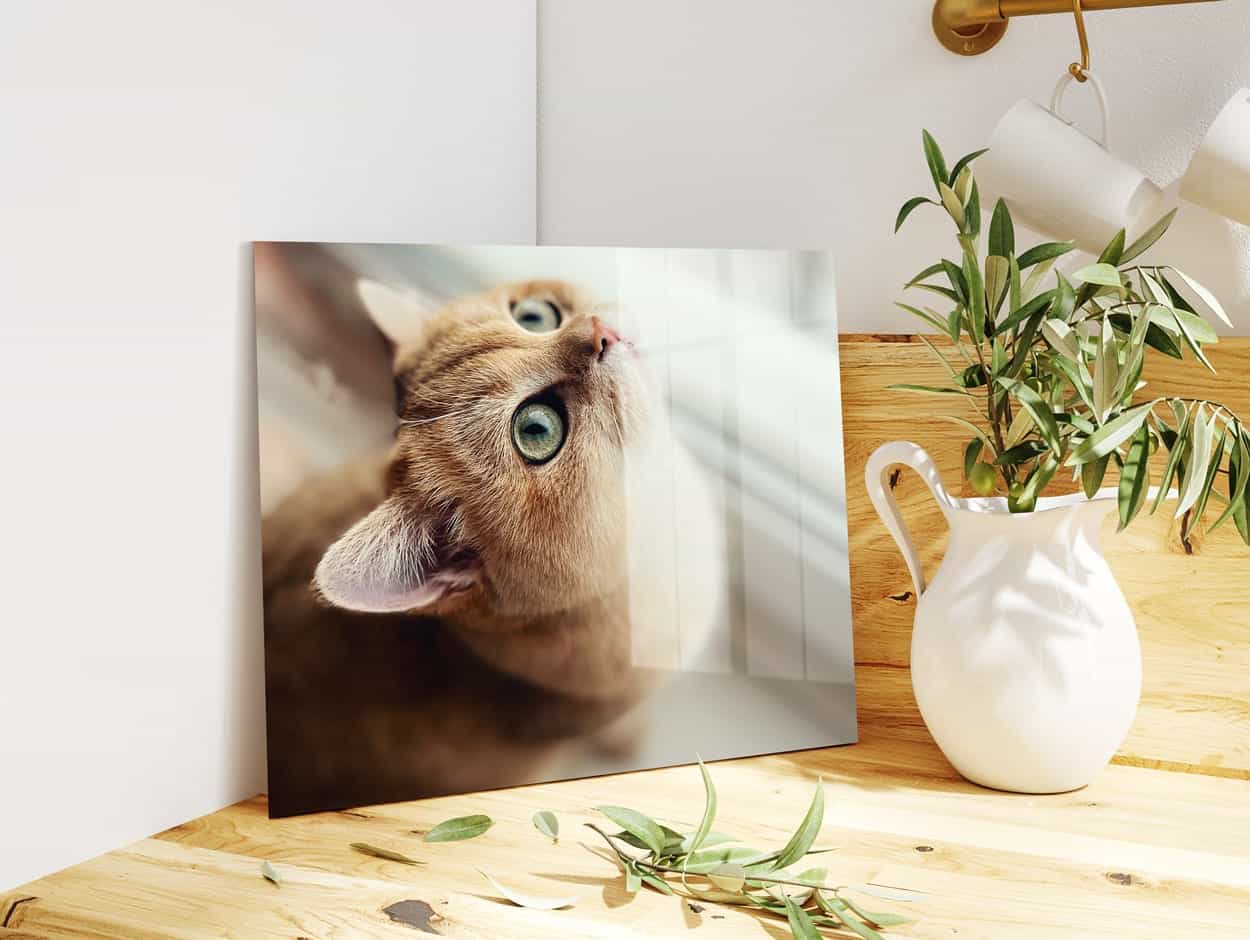 Image of a cat on HD Metal