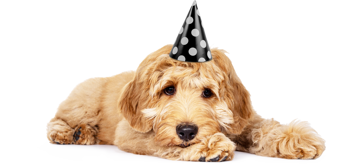 Il dolce cane Tom con un cappellino da festa