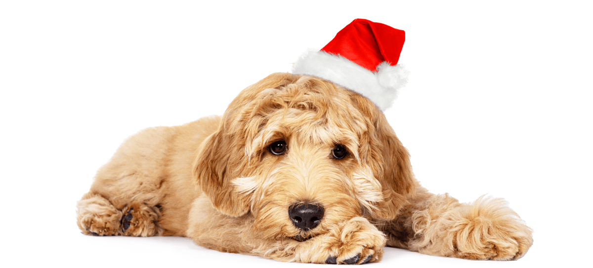 Il dolce cane Tom con un cappellino da festa